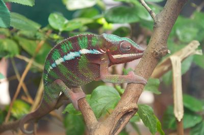 Close up of colorful chameleon climbing to tree branch
