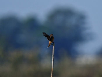 Close-up of a bird flying