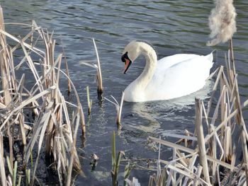 Swan swimming in lake