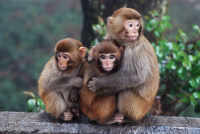 Monkeys hugging on railing