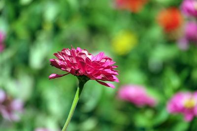 Close-up of pink flowering plant