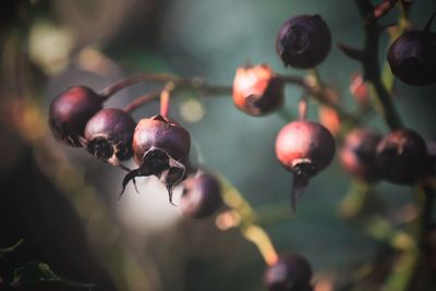 Close-up of berries growing on tree