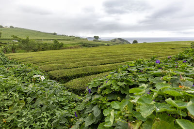 Scenic view of agricultural field against sky