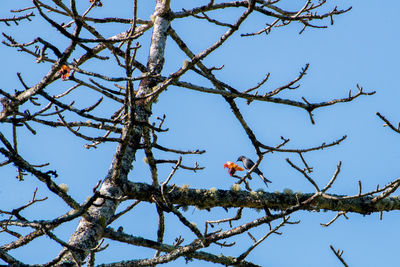 Low angle view of bird perching on tree