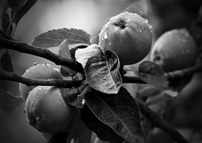 Close-up of fruit growing on tree