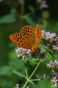 Close-up of butterfly pollinating on flower