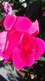 Close-up of pink flower blooming outdoors