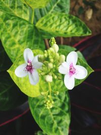 Close-up of flower against blurred background