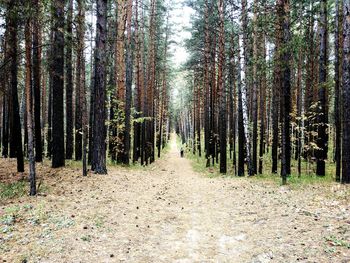 Panoramic shot of trees growing in forest