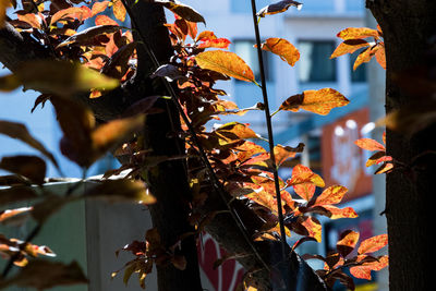 Low angle view of orange leaves on branch during autumn