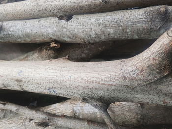 Full frame shot of tree trunk