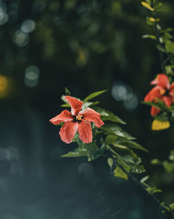 Close-up of yellow flowering plant