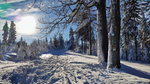 Trees on snow covered land against sky