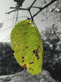 Close-up of insect on leaf