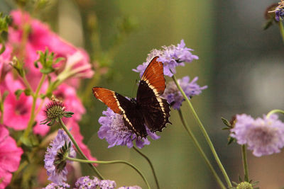 Close-up of butterfly pollinating on fresh flowers