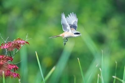 Close-up of a bird flying