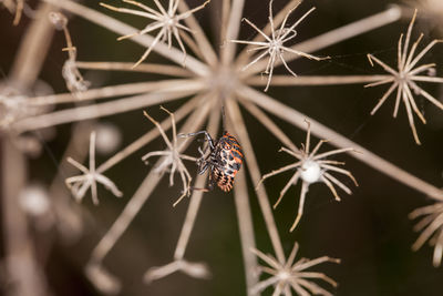 Close-up of red flowering plant against black background