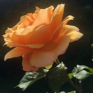 Close-up of rose plant