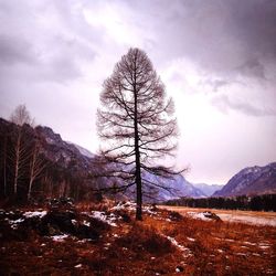 Bare trees on landscape