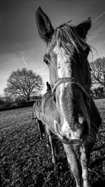 Portrait of horse standing on field