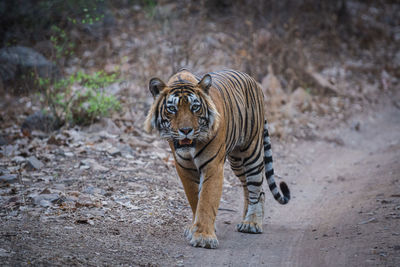 View of a cat walking on the road