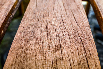 Close-up of tree trunk