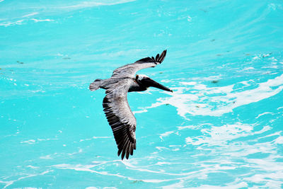 Bird flying over lake