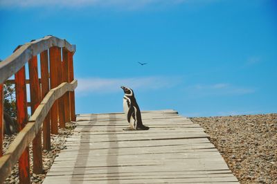 Penguin on wooden footbridge