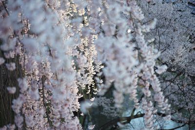 Close-up of snow on tree during winter