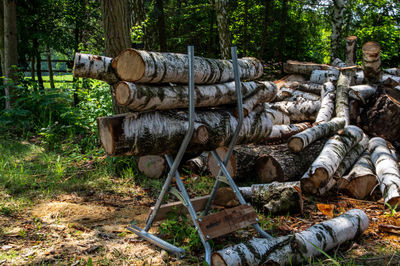 Low angle view of tree trunk