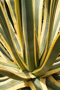 Close-up of succulent plant
