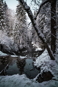 Frozen trees in forest during winter