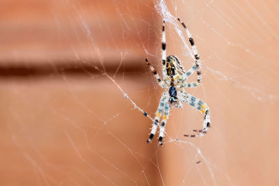 Close-up of spider on web