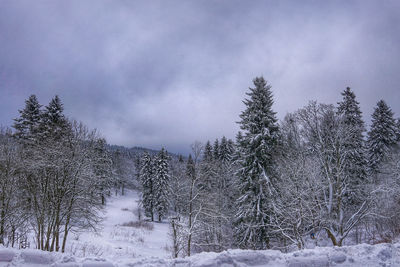 Snow covered trees against sky