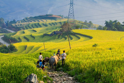 Rice fields on terraced in rainny season at sapa, lao cai, vietnam