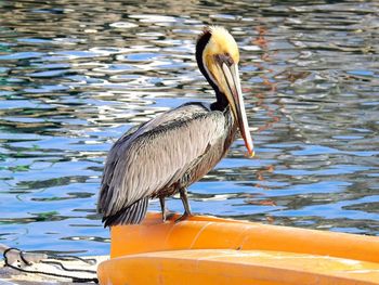 Close-up of bird perching on lake