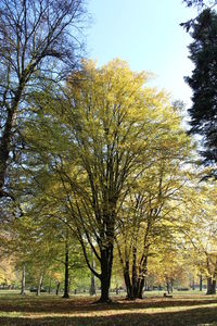 Trees in autumn