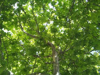 Low angle view of tree