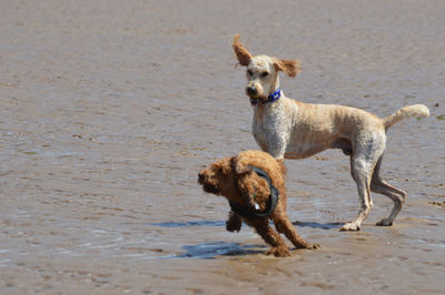 Dogs playing on the beach