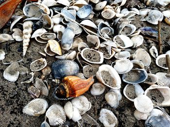 High angle view of shells