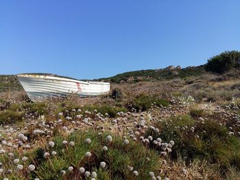 Plants against clear blue sky