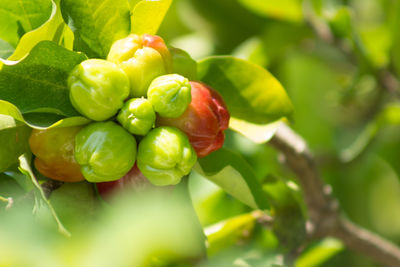 Close-up of fruits on tree