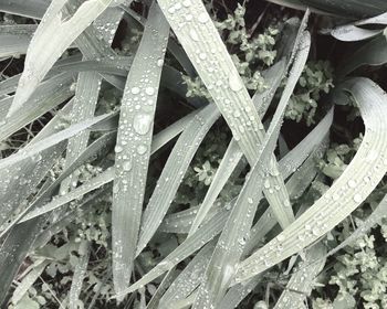 Close-up of water drops on plants