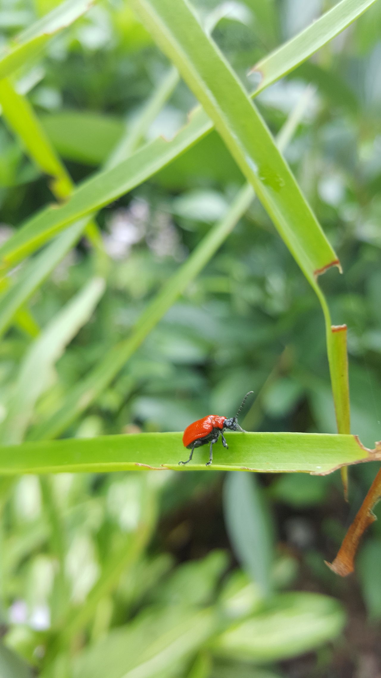 Redlillybeetle