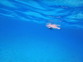 Jellyfish swimming in sea