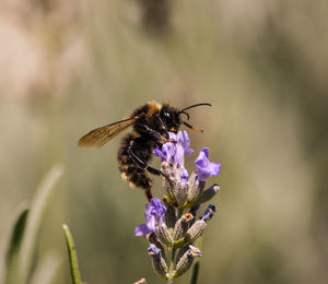 Busy bumblebee