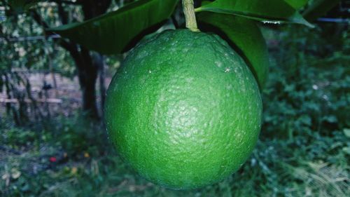 Close-up of green plant