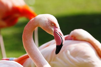 Close-up of a bird