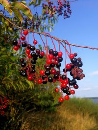 Close-up of berries on tree against sky