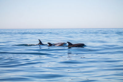 Dolphins swimming in sea against sky